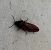 Ampedus sanguinolentus  - Thomas Lux