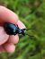 Meloe violaceus  - Thomas Lux