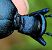 Meloe violaceus  - Thomas Lux