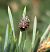 Holcogaster fibulata  - Thomas Lux
