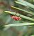 Holcogaster fibulata  - Thomas Lux