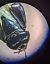 Canthophorus dubius / impressus 