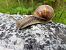 Helix pomatia © Renato Cottalasso