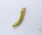 Polyploca ridens 