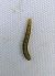 Acrobasis tumidana 