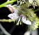 Eupithecia lanceata  - Thomas Lux