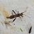 Camptopus lateralis  - Thomas Lux