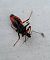 Rhynocoris annulatus  - Thomas Lux