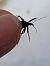 Rhynocoris annulatus  - Thomas Lux