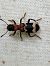 Clairon des fourmis  - Thomas Lux