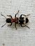 Clairon des fourmis  - Thomas Lux
