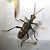 Rhagium mordax  - Thomas Lux