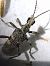 Rhagium mordax  - Thomas Lux