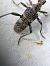 Rhagium mordax  - Thomas Lux
