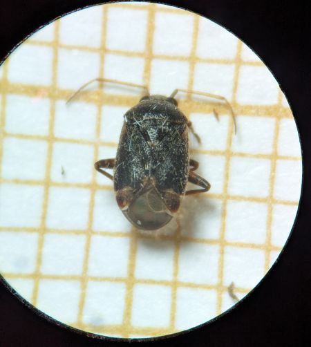 Charagochilus gyllenhalii 