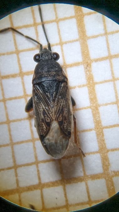 Peritrechus gracilicornis 