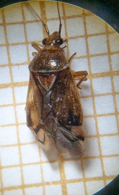 Deraeocoris flavilinea 