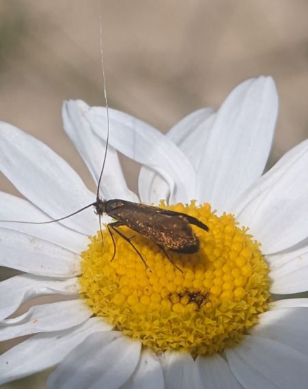 Cauchas rufimitrella 