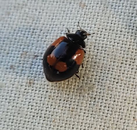 Coccinelle à deux points  - Thomas Lux