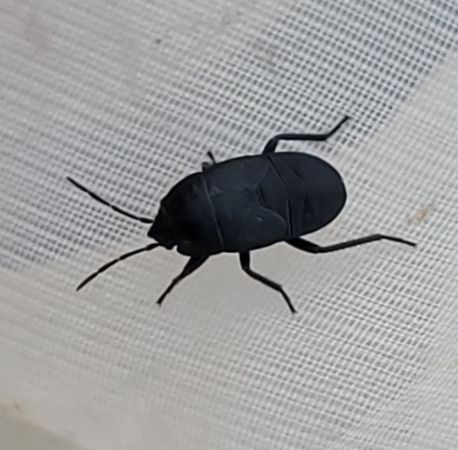 Aellopus atratus  - Thomas Lux
