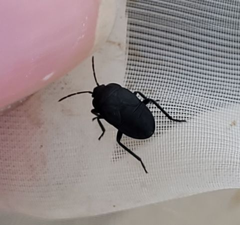 Aellopus atratus  - Thomas Lux