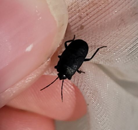 Aellopus atratus  - Thomas Lux