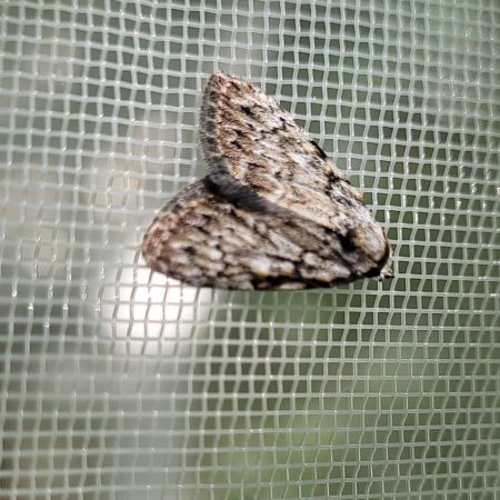 Meganola strigula  - Thomas Lux