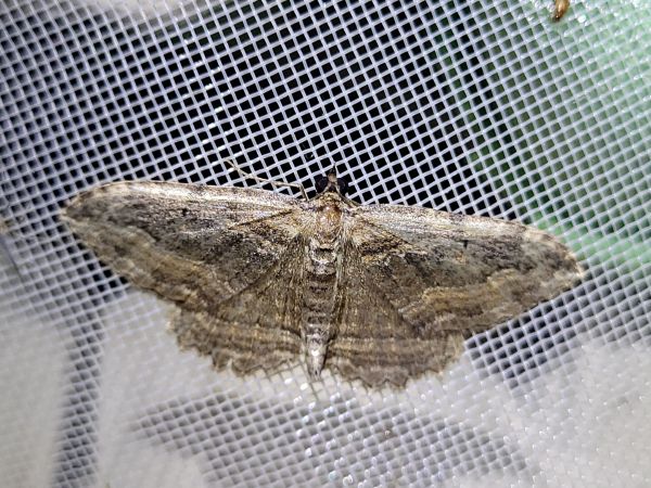 Philereme transversata  - Thomas Lux