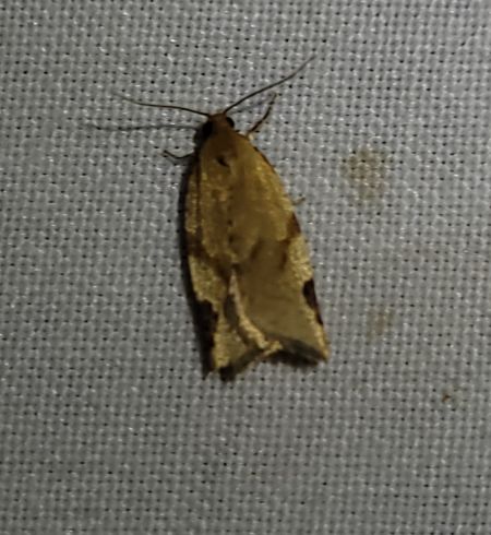Paramesia gnomana  - Thomas Lux