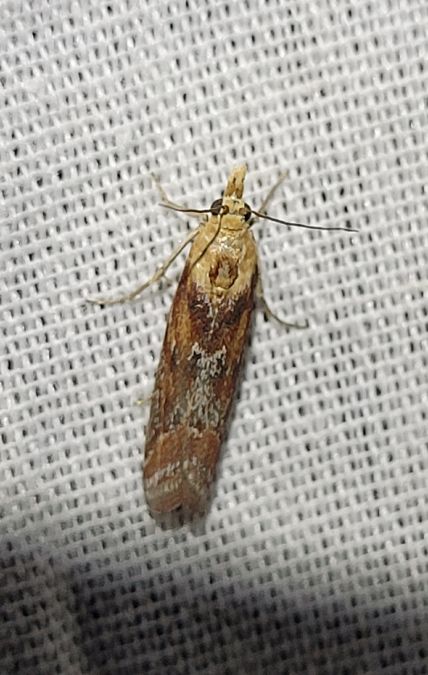 Ancylosis cinnamomella  - Thomas Lux