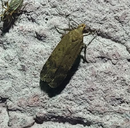 Pexicopia malvella  - Thomas Lux