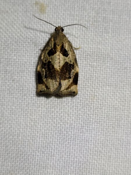 Archips crataegana  - Thomas Lux