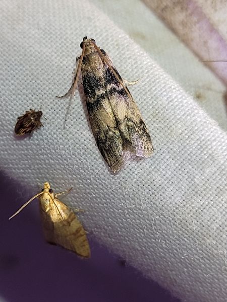 Euzophera pinguis  - Thomas Lux
