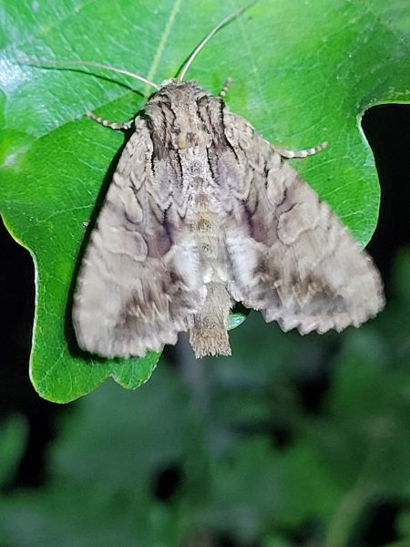 Apamea monoglypha  - Thomas Lux