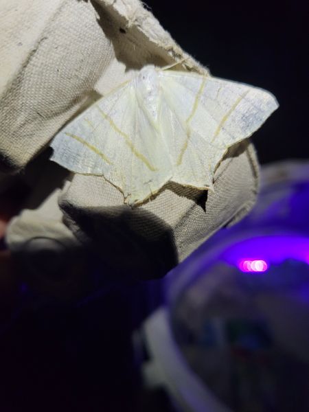 Ourapteryx sambucaria  - Thomas Lux