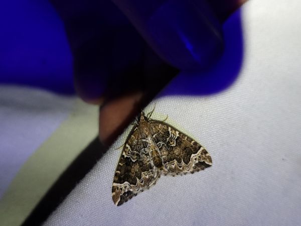 Eulithis prunata  - Thomas Lux
