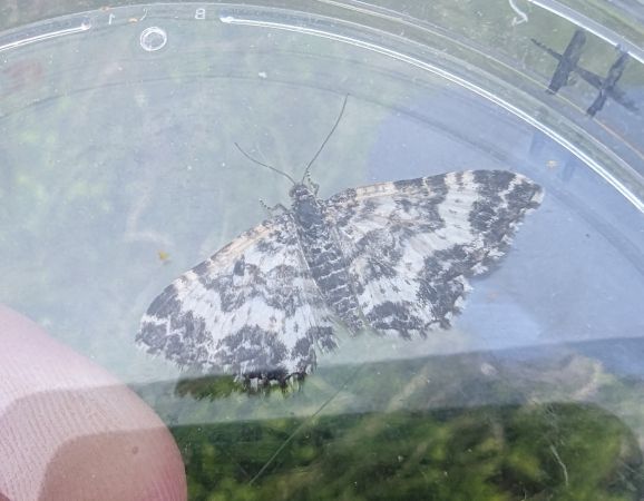 Epirrhoe tristata 