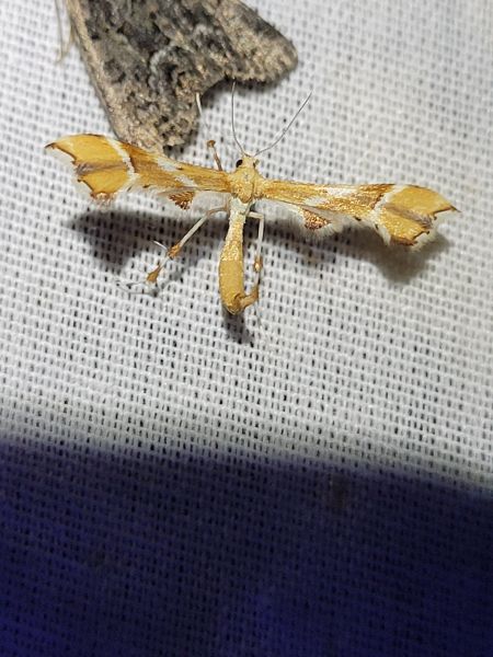Cnaemidophorus rhododactyla  - Thomas Lux