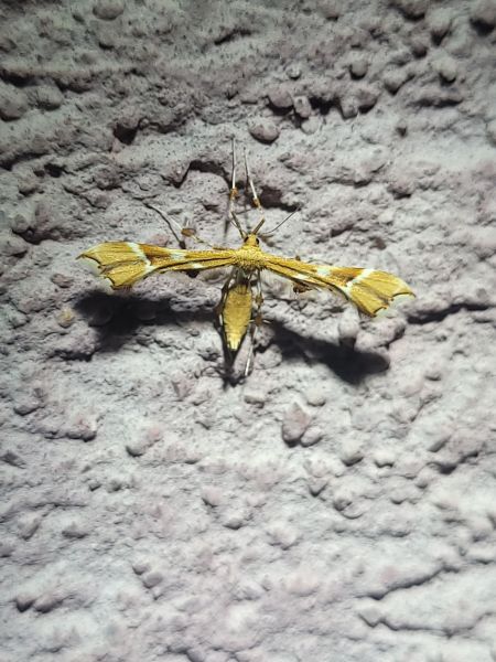 Cnaemidophorus rhododactyla  - Thomas Lux