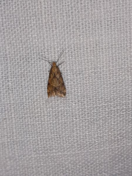Brachmia blandella  - Sylvain Lethuillier