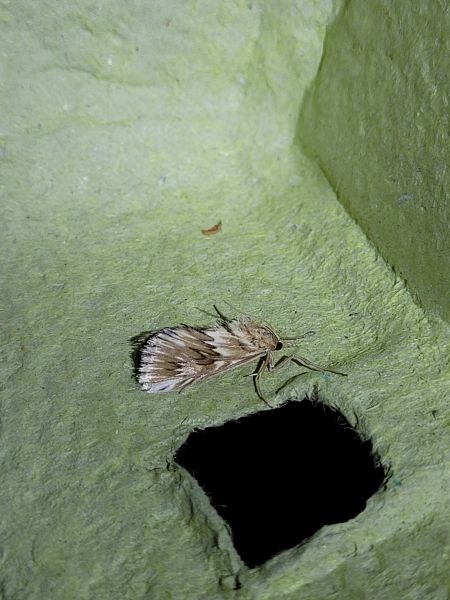 Cynaeda dentalis  - Thomas Lux