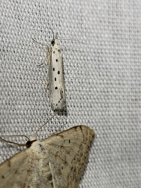 Ethmia terminella  - Thomas Lux