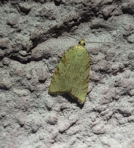 Aleimma loeflingiana  - Thomas Lux
