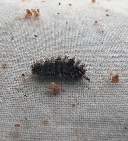 Nola cucullatella 