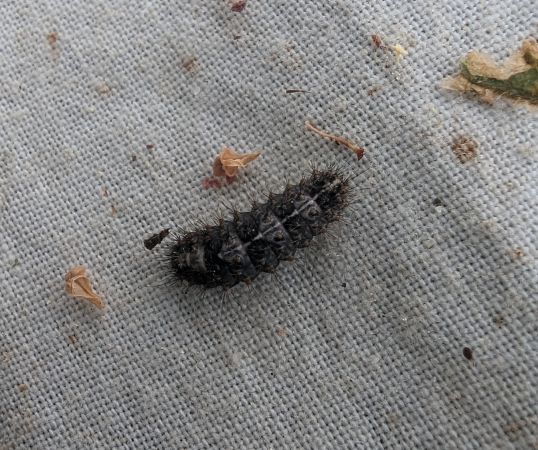 Nola cucullatella 