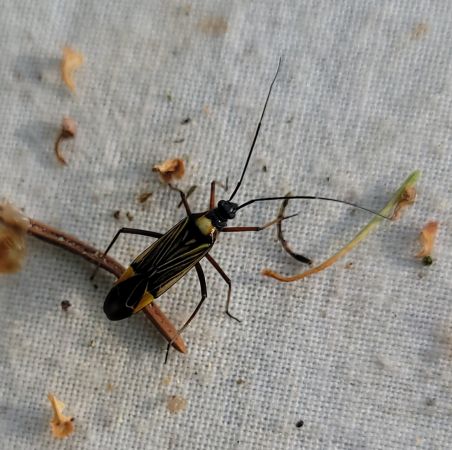 Miris striatus  - Thomas Lux
