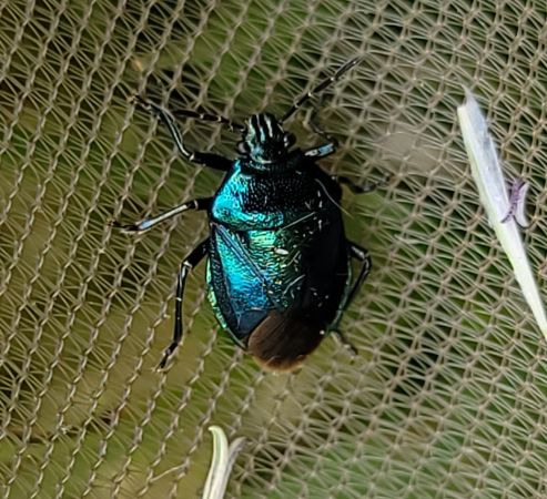 Zicrona caerulea  - Thomas Lux