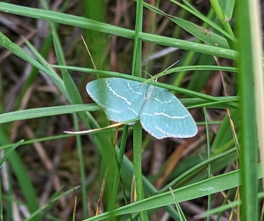 Chlorissa cloraria 