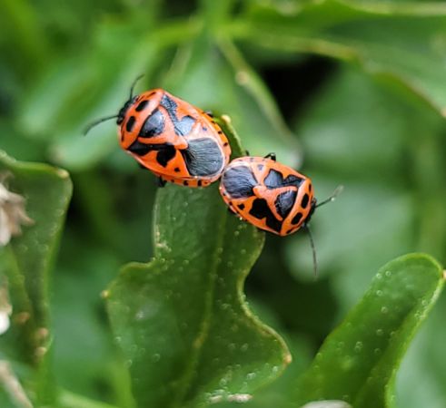 Eurydema dominulus  - Thomas Lux