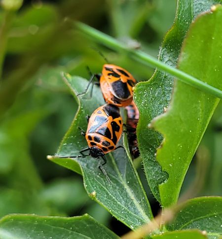 Eurydema dominulus  - Thomas Lux